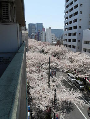 桜並木が一望できます！