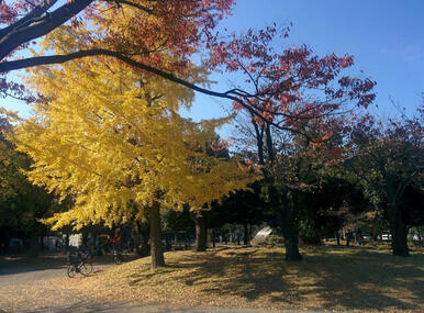 神奈川公園