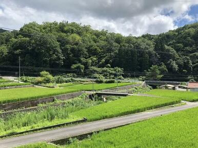 緑豊かな土地です