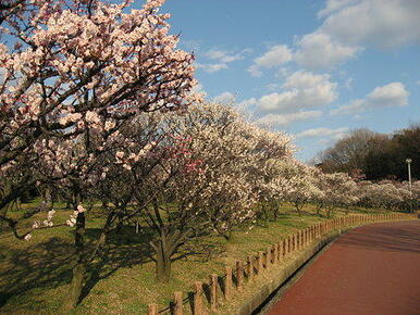 荒山公園