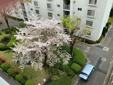 バルコニーから見える桜がとてもきれいです。