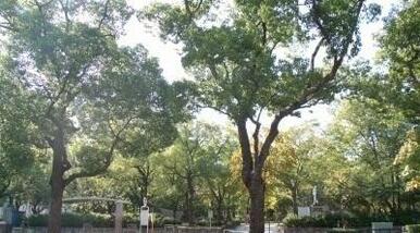 高松中央公園さん