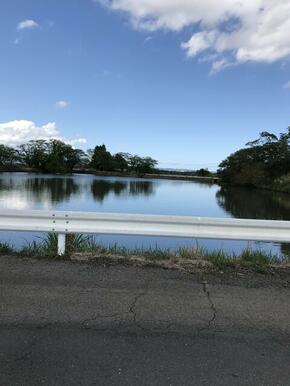 近くに池があり冬には白鳥が飛来します。