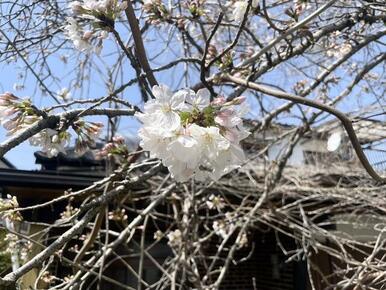 春は桜がキレイです（＾＾♪