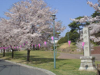 足利公園、春は桜のトンネル