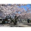 公園