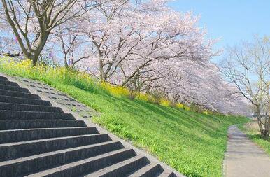 飯能ライオンズ桜並木まで約３００ｍ