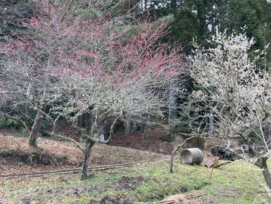 敷地内には梅の木が植樹されていて開花時期はとても綺麗です。