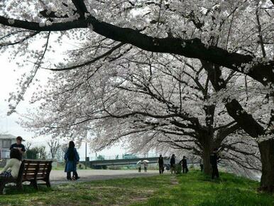 桜の名所が歩いてすぐそこに♪