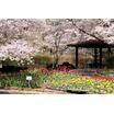 公園