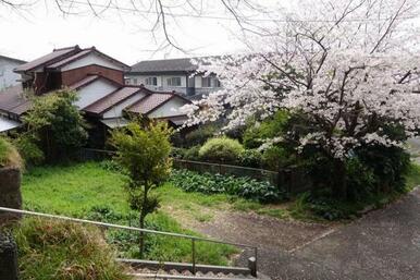 春は桜が綺麗です。