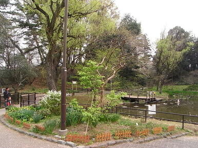 藤が丘公園、春はお花見！