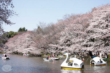 井の頭公園