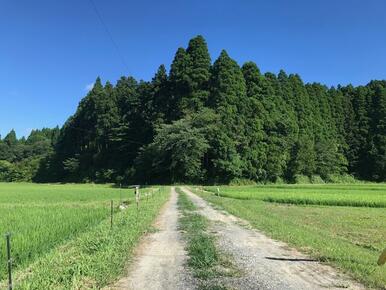 物件写真です。敷地内は木々が生い茂っております。