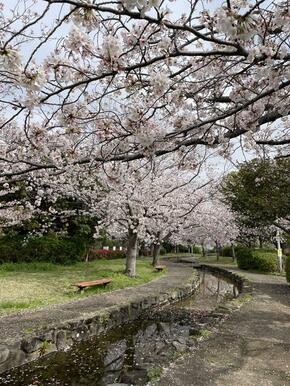 美しい桜並木で有名な隣地大道沢公園。室内からもお花見ができます。