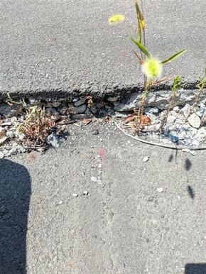 公道との境界位置（南東側から）