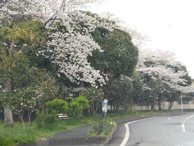 付近には、桜が咲く小道があり、のどかな生活環境です